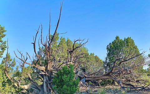 Vacant Lot for sale at William Finlay Dr, Rye, Colorado