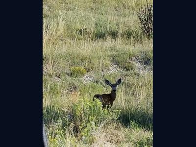 Vacant Lot for sale at Schmitt Rd, Rye, Colorado