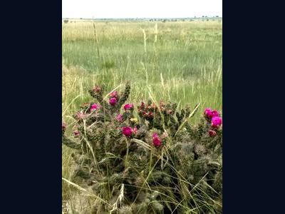 Vacant Lot for sale at Schmitt Rd, Rye, Colorado