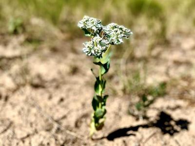 Vacant Lot for sale at Schmitt Rd, Rye, Colorado